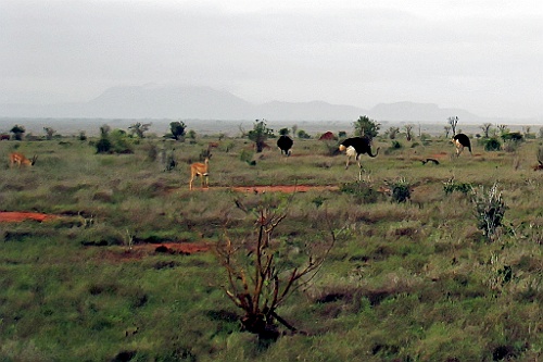 Kenia (421)